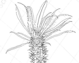 Pachypodium imprimable en noir et blanc