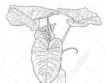Coloriage dessin au trait Alocasia