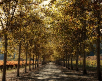 Napa in November - Autumn colors in bloom on this Napa Valley road.  California Nature Photo