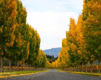 Autumn in Wine Country - Fall colors in Napa California, landscape photography, California