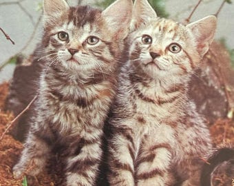 Vintage ongebruikte wenskaart uit het midden van de eeuw - Vriendschap - Kat