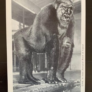 Postal vintage sin usar de la década de 1940 - Zoológico de San Luis - Animales - Juego de 5