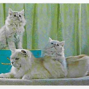 Cartão postal vintage de meados do século com foto de animal não utilizada - Gato persa