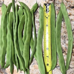 Organic ‘Qing Bian’ Romano Pole Bean