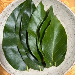 Fresh Organic  Avocado Leaves(18 Leaves)