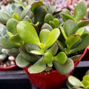 Jade Plant