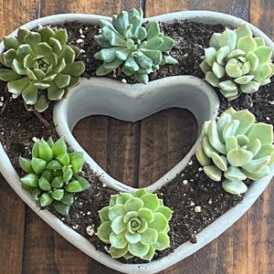 Heart Succlent Pot