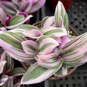 Tradescantia Zebrina