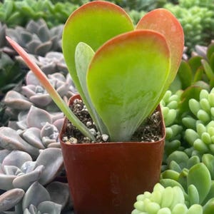 Flapjack Kalanchoe