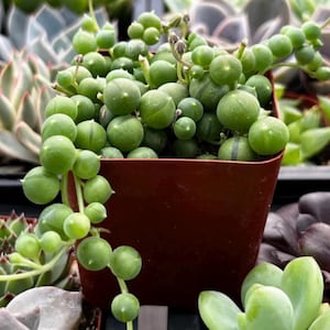 String of Pearls