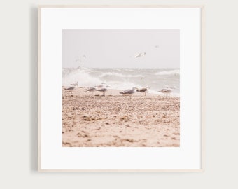 BeachBuddies - Fine Art Print Photography Photo Beach Netherlands Seagull Flock