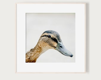 KunstDruck "Hello There" - Ente Portrait Vogel Kunstdruck Foto