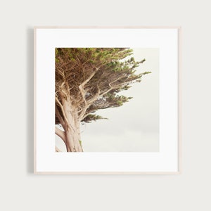 WindSwept Fine Art Print Photography Photo France Bretagne Beacon Coast image 1