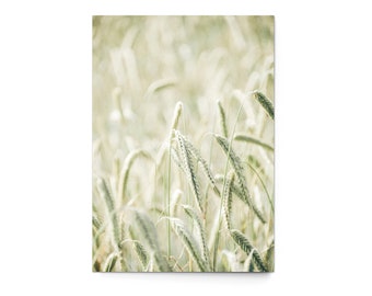 3 Postcards "Field of Dreams" (German) - postcard card photography photo landscape wheat summer