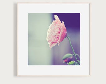 KunstDruck "MohnMorgen" - Foto Fotografie Floral Blumen Blüten Mohn rosa Garten