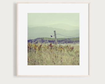 OnLooker - Fine Art Print Photography Photo sky bird fence landscape nature Ireland coast grass nature