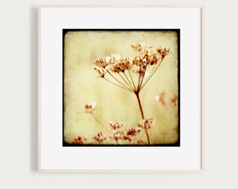 KunstDruck "Skandinavischer Sommer 06" - Dolde Blume Blüte Sommer Schweden Fotografie Foto Kunst sepia creme vintage