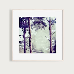 Könnte beinhalten: Ein gerahmtes Foto von drei hohen Bäumen in einem nebligen Wald. Die Bäume sind kahl und die Äste ragen in den Himmel. Der Nebel ist dick und weiß und erzeugt eine Atmosphäre von Geheimnis und Frieden.