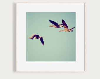 FlightLesson - FineArtPrint Nature Bird Birds Flock Geese Goose Flight flying Fly