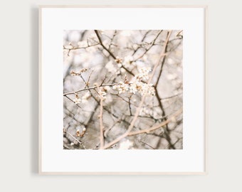 HurlyBurly - Fine Art Print Photography Photo blossoms white nature spring