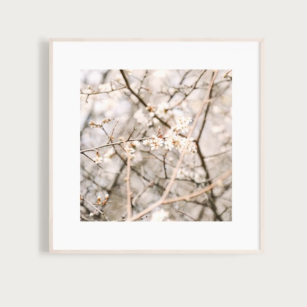 KunstDruck "WirrWarr" - Baumblüte Felsenbirne Makro Natur Fotografie