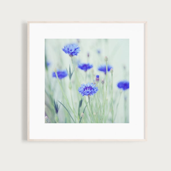 KunstDruck "BlaueBlume" - Kornblume Makro Natur Fotografie