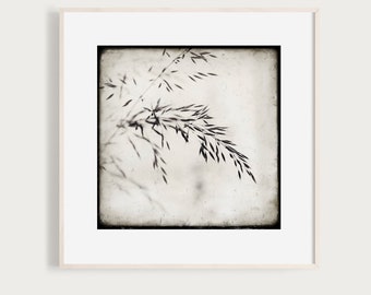 Fragile - Floral Fine Art Print in Black and White