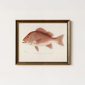 Vintage Red Snapper Painting | Antique Fishing Wall Art | Fish Illustration Home Decor | Mailed Print