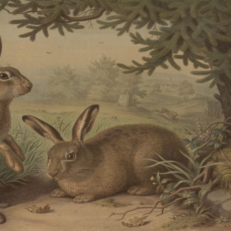 May include: An antique print depicting two brown hares in a natural setting. One hare is seated, while the other stands nearby. The background features a field, trees, and a distant running hare, with a soft, muted color palette.