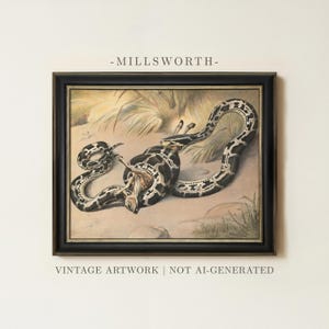 May include: A framed print titled MILLSWORTH featuring a vintage illustration of a large black and white patterned snake coiled around a small deer in a grassy landscape. The artwork is enclosed in a dark frame with gold inner trim details.