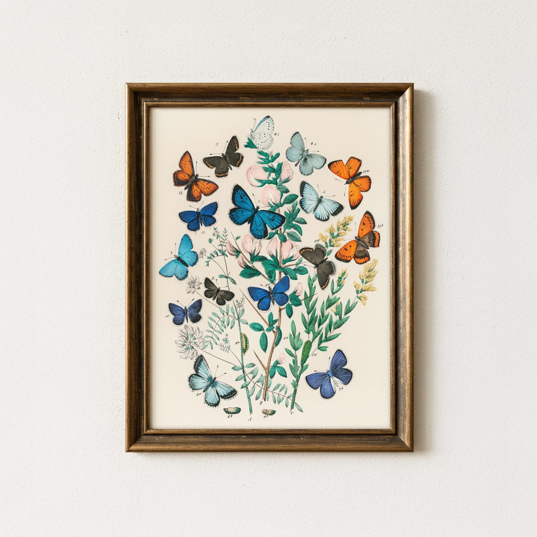 Vintage Butterfly Botanical Painting | Antique Insect Wall Art | Nature ...
