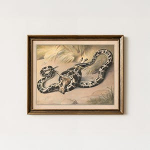 Vintage Snake Painting | Antique Python Artwork | Rustic Serpent Wall Art | Mailed Print