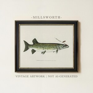 May include: A framed print featuring a scientific illustration of a muskellunge fish with a fishing lure attached to its mouth. The text MILLSWORTH appears above the frame, and MASKALONGE with Latin text below the fish. VINTAGE ARTWORK | NOT AI-GENERATED is printed below.