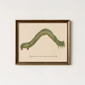 Vintage Caterpillar Painting | Antique Inch Worm Wall Art | Rustic Insect Artwork | Mailed Print