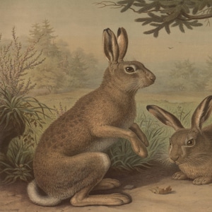 May include: A vintage print featuring two brown hares in a natural outdoor setting. One hare is standing upright, while the other is seated. The background includes trees, grass, and a soft, muted color palette.