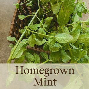 Bustina di menta / 100% menta nostrana – di Jules P
