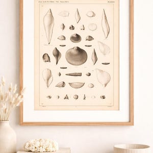 May include: A framed print displaying detailed illustrations of various seashells in grey and beige tones. The artwork is presented in a light wood frame, enhancing the natural aesthetic. The print is mounted on a white background, suitable for home decor.