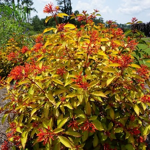 Firebush Plant in 4x4 Pot – Hummingbird Magnet! – Grown by GrowBright Garden Center