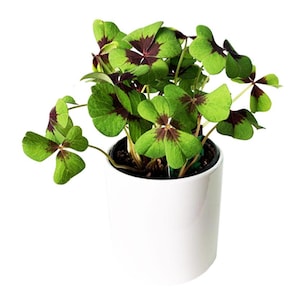 Live Green Shamrock Plant - Oxalis Regnellii in 4” Pot - Lucky Houseplant Gift - Ships from Texas