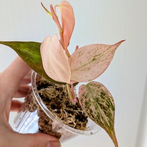 May include: A Philodendron Pink Princess plant in a clear plastic container. The plant features pink and green variegated leaves and stems. The plant is surrounded by brown moss.
