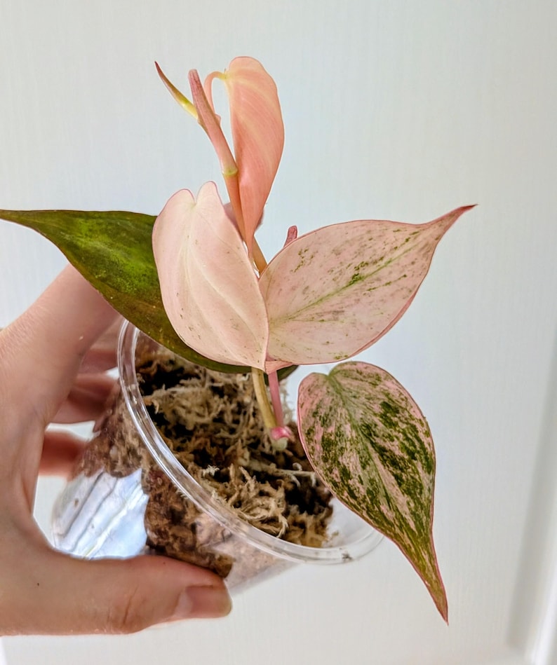 May include: A Philodendron Pink Princess plant in a clear plastic container. The plant features pink and green variegated leaves and stems. The plant is surrounded by brown moss.