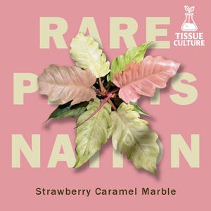 May include: A Philodendron Strawberry Caramel Marble plant with variegated leaves in shades of pink, cream, and green. The background is pink with the text RARE PLANTS NATION and a TISSUE CULTURE logo in the corner. The text Strawberry Caramel Marble is below.