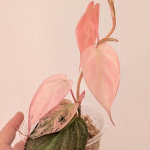 May include: A Philodendron Pink Princess plant with vibrant pink and green leaves. The plant is in a clear plastic pot filled with moss. The leaves have a heart shape and are a mix of pink and green.