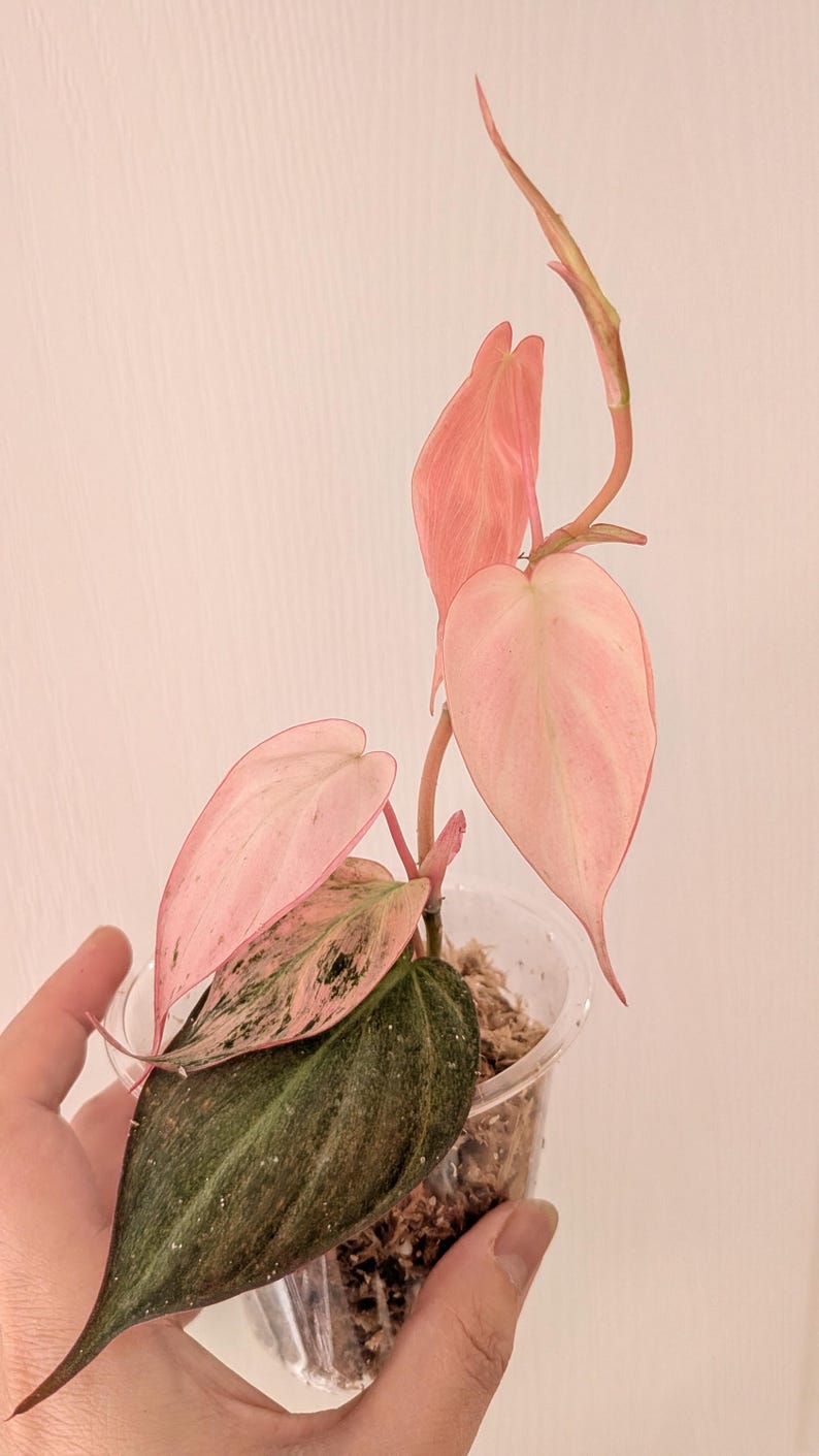 May include: A Philodendron Pink Princess plant with vibrant pink and green leaves. The plant is in a clear plastic pot filled with moss. The leaves have a heart shape and are a mix of pink and green.