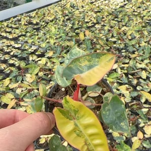 May include: A close-up of a potted plant with large, variegated leaves in shades of green and yellow. The plant is held in a hand, with many similar plants in the background. The leaves have a unique pattern.