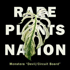 May include: A variegated Monstera leaf with white and green patterns, centered over the bold white text RARE PLANTS NATION. Below the leaf, the text reads Monstera Devil/Circuit Board. The entire composition is set against a solid black background.