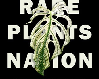 Pre-Order! Monstera deliciosa 'Devil Monster ' Circuit Board' Tissue Culture in bag US Seller