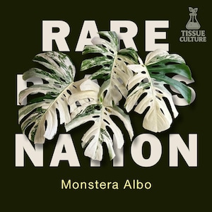 May include: A Monstera Albo plant with large, fenestrated leaves featuring white and green variegation. The background is dark green with the text RARE PLANTS NATION in large white letters and a TISSUE CULTURE logo in the top right corner.