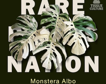 Monstera Albo | Tissue Culture IN BAG | US seller
