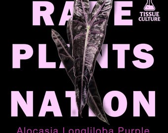 Könnte beinhalten: Ein dunkelviolettes Alocasia Longiloba-Pflanzenblatt vor schwarzem Hintergrund mit großem hellrosa Text RARE PLANTS NATION und einem kleinen weißen Symbol einer Pflanze im Kolben mit der Aufschrift TISSUE CULTURE in der oberen rechten Ecke.